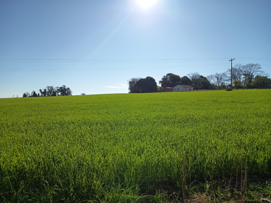 Terreno